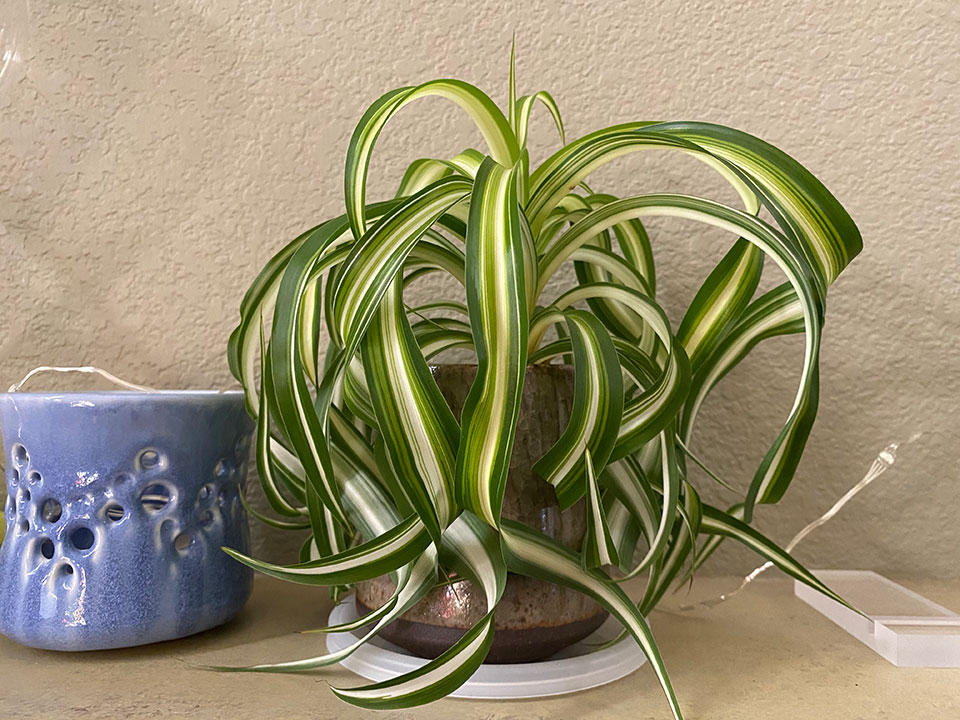 Baby spider plants in my plants